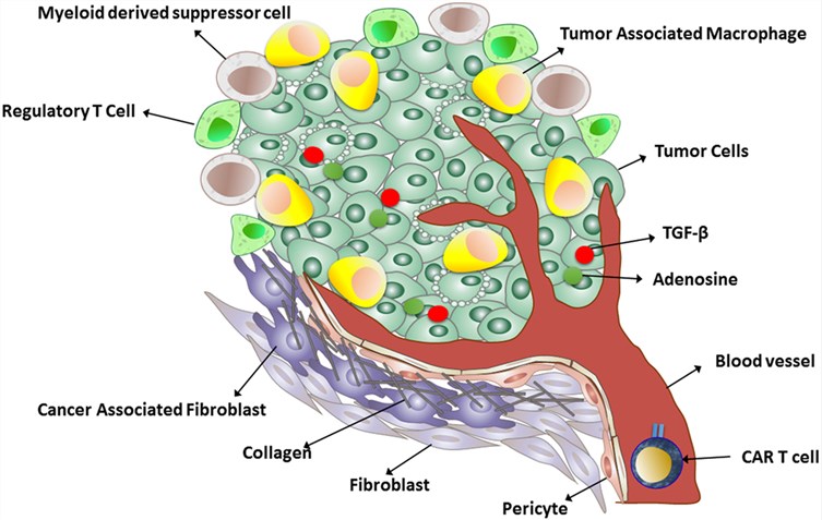 A schematic representation of the immunosuppressive tumor microenvironment.