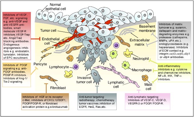 Overview of tumor microenvironment and therapeutic strategies.