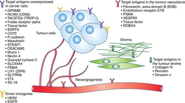 Fig.1 A schematic about target antigens for ADCs. (OA Literature)