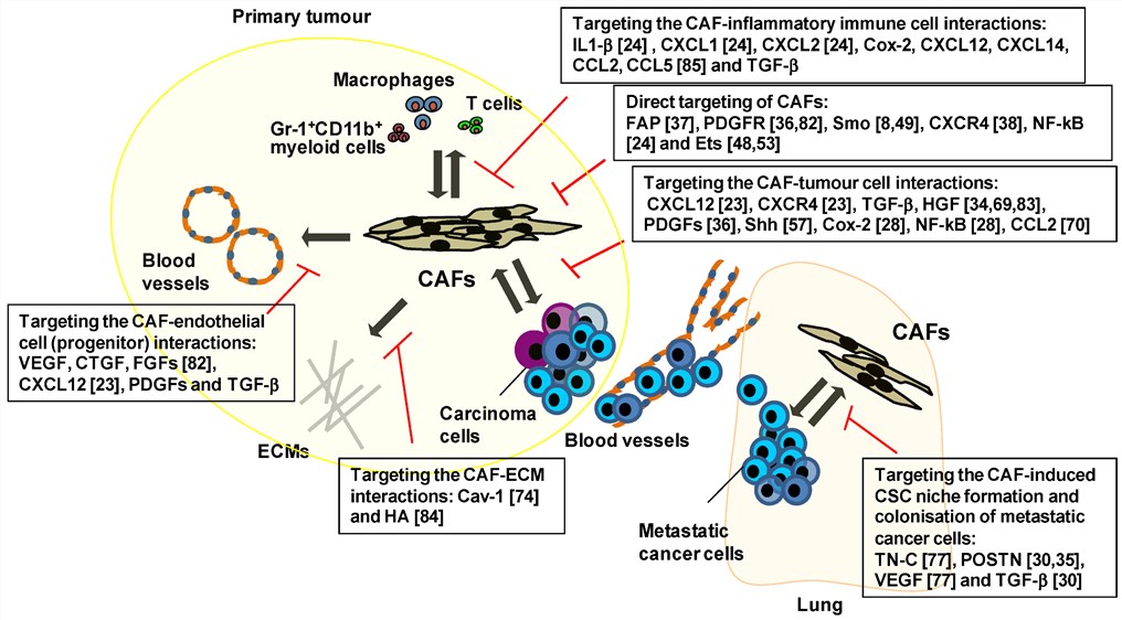 Fig.1 A schematic illustration of the key signaling pathways involved in CAF therapy. (OA Literature)