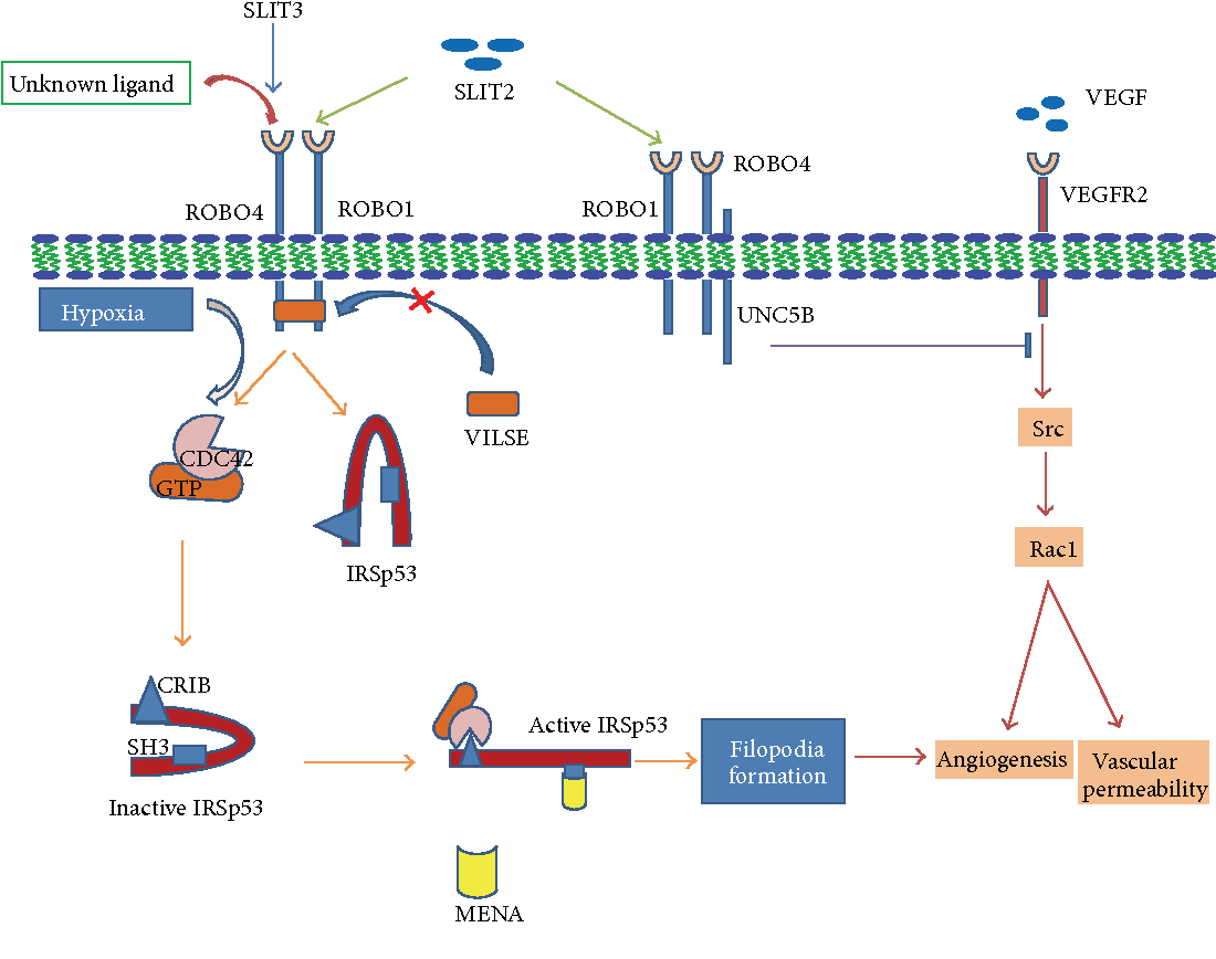 Fig.2 A schematic diagram of the SLIT/ROBO signaling pathway during angiogenesis. (OA Literature)