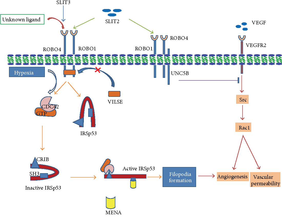 A schematic representation of SLIT/ROBO signalling during angiogenesis.