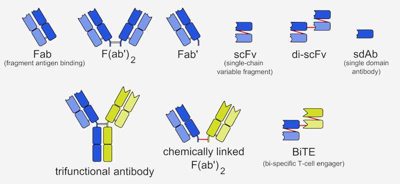 A schematic diagram about the structure of various types of antibodies.