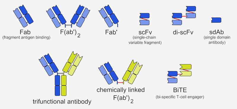 Engineered monoclonal antibodies.