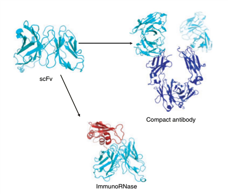 A ribbon representation of hypothetical models of an immunoRNase.