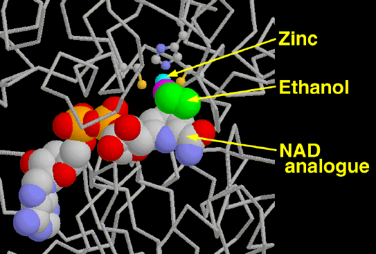 Molecular model of alcohol dehydrogenase.