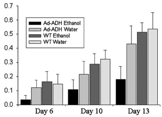 In vivo effects of 5 days i.p. ethanol or water administration on the growth of Ad-ADH (ADH-containing adenovirus) and native CMT-64 cells implanted s.c. in C57 mice. Tumour size was measured on Days 6, 10 and 13.