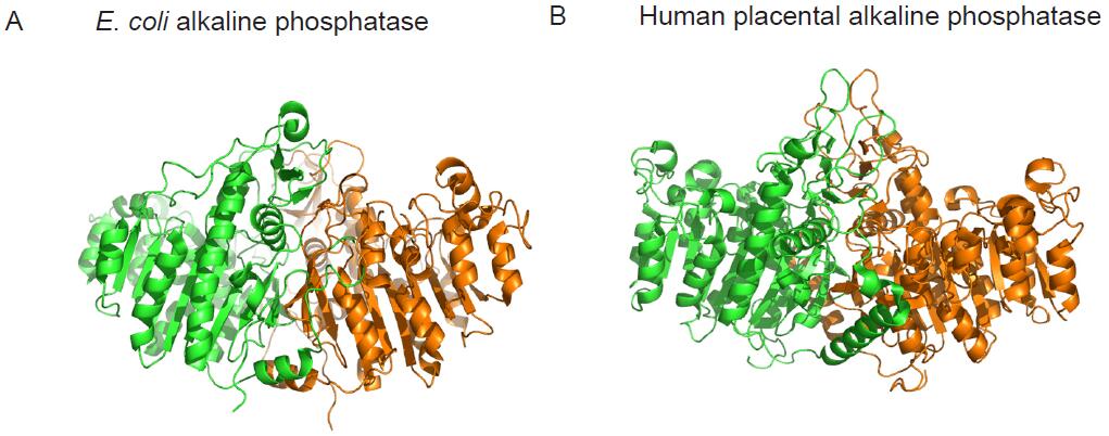 Crystal structure of alkaline phosphatase from E. coli (A) and human placenta (B) highlighting the structural similarity between bacterial and mammalian forms of the enzyme. Monomer subunits are colored differently to highlight the dimeric nature of the enzymes.