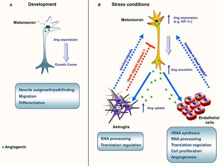 Fig.1 A schematic diagram about the main function of angiopoietin is shown. 
