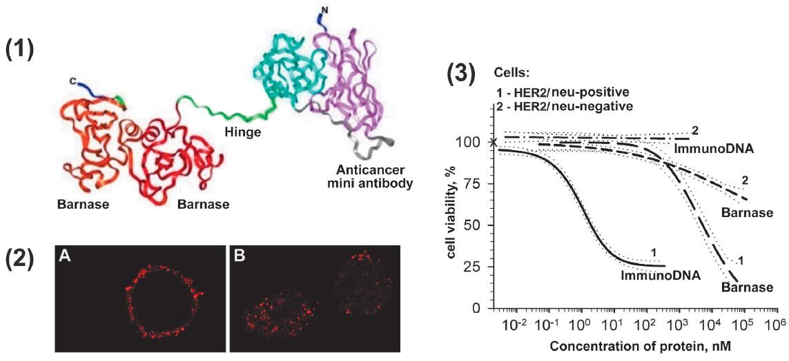 Fig.1 A schematic diagram about immunodipamase as a perspective agent for the treatment of malignant tumors. (OA Literature)