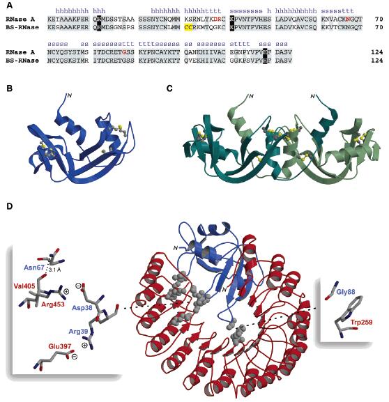 Amino acid sequences and three-dimensional structures of RNase A and BS-RNase.