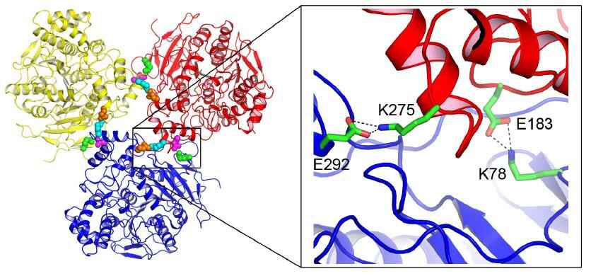 Fig.1 A schematic diagram on the crystal structure of human carboxylesterases. (OA Literature)