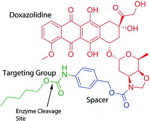 Doxazolidine (Doxaz) is a functionally distinct formaldehyde conjugate of doxorubicin (Dox) that induces cancer cell death in Dox-sensitive and resistant cells.