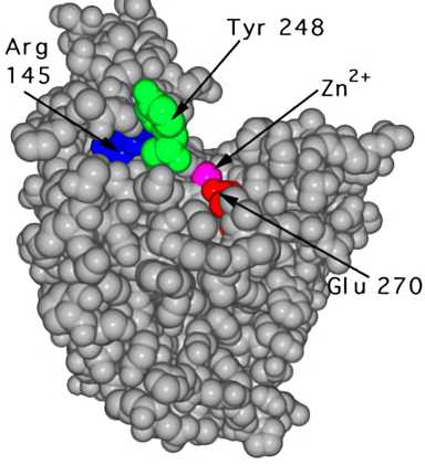 The molecular model of the unbound carboxypeptidase A enzyme.