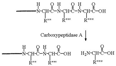 Mechanism of Carboxypeptidase A action.