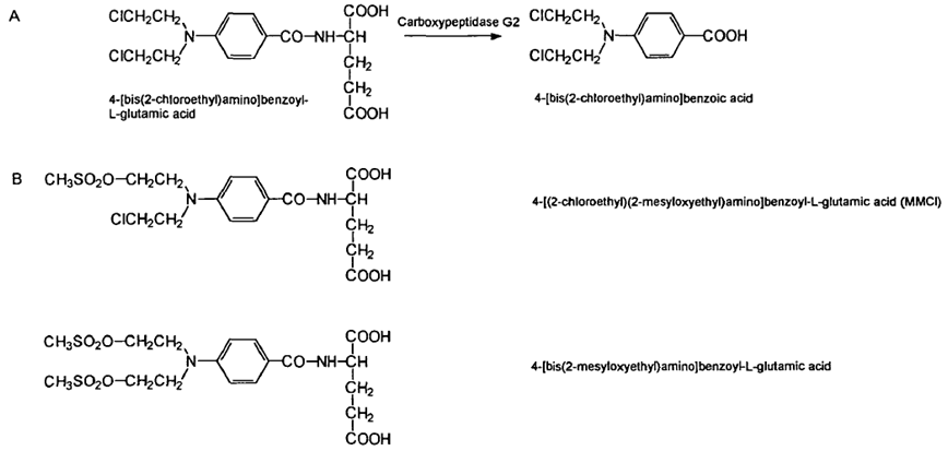 Benzoic acid mustard prodrugs that are substrates for CPG2. A) Mechanism of cleavage of benzoic acid mustards by CPG. B) Alternative mustard functional groups.