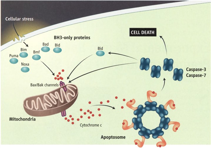 Routes to caspase activation in the intrinsic pathway to apoptosis.