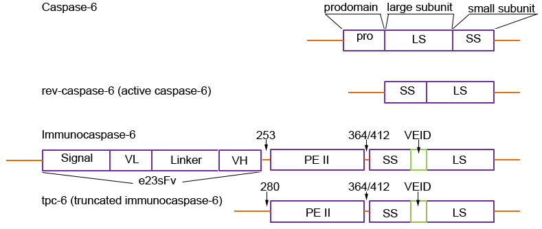 Schematic diagram of caspase-6-based gene constructs.