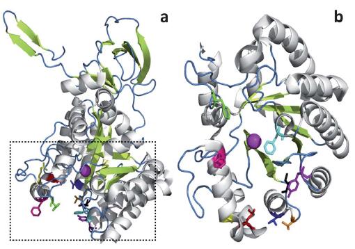 (a) The ribbon diagram of the bCD (bacterial cytosine deaminase) showing the hotspot residues (highlighted with different colors) chosen for in silico mutagenesis. (b) Zoomed in image of the protein for a clear view of the hotspot residues.