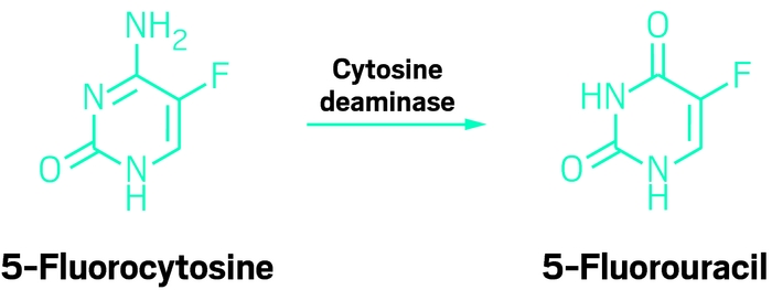 Cytosine deaminase catalyzes 5-fluorocytosine prodrug to drug 5-fluorouracil. 