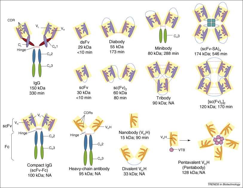Schematic structure of the intact antibody and various genetically engineered antibody fragments.