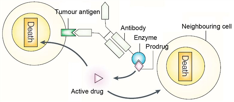 Antibody-directed enzyme prodrug therapy (ADEPT). An antigen expressed on tumor cells binds an antibody-enzyme conjugate. A prodrug is then administered and is converted to an active cytotoxin only in the environs of the tumor.