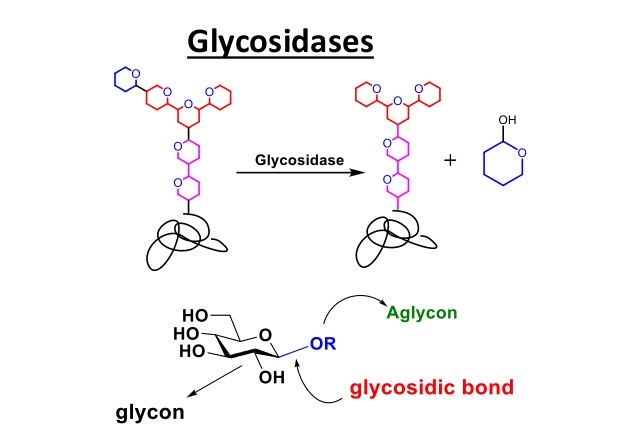 Glycosidases catalyze the hydrolysis of glycosidic bonds in complex sugars.