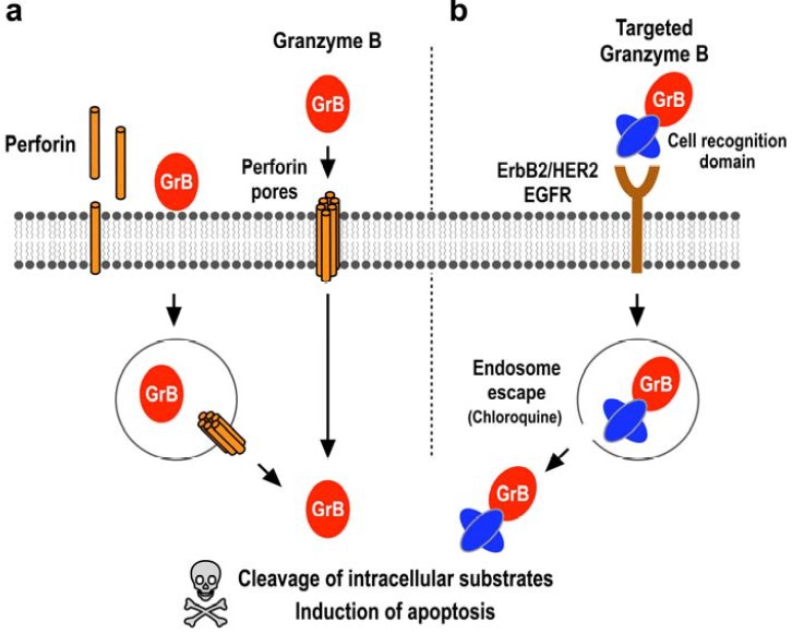Fig.1 A schematic diagram on cellular uptake of granzyme B and targeted granzyme B fusion proteins. (OA Literature)