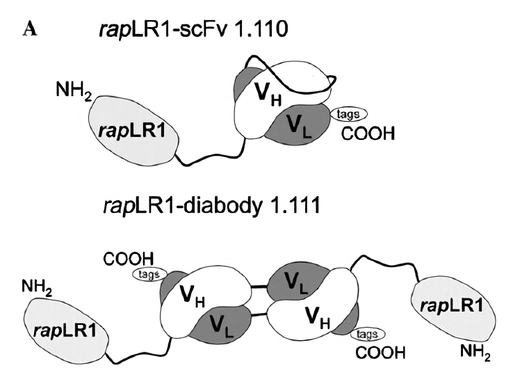 Purification of monomeric and dimeric RNase-scFv fusion proteins. Schematic representation of expressed monomeric rapLRI-scFv 1.110 and dimeric rapLRI-diabody 1.111 fusion proteins.