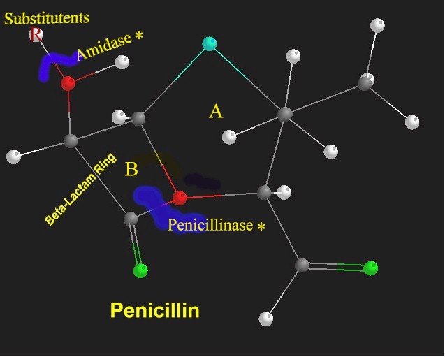 The structure of penicillin and the penicillin amidase catalyze site. The β-lactam ring is responsible for the antibiotic action of the penicillin. Thiazolidine ring is responsible for absorption, distribution and hypersensitivity reaction of the penicillin. Penicillin amidase catalyzes penicillin to carboxylate and 6-aminopenicillanate.