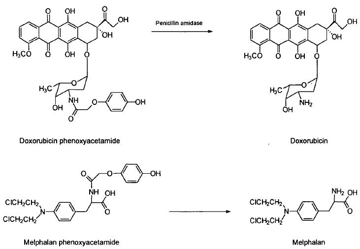 Phenoxyacetamide-modified prodrugs that are substrates for penicillin amidases.