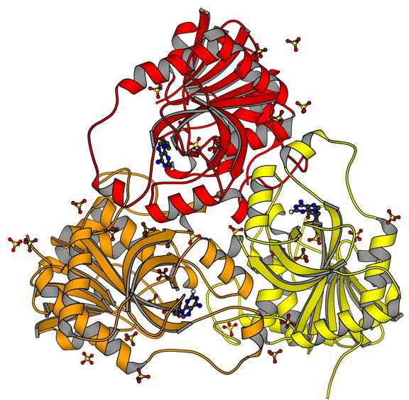 The structure of human PNP.