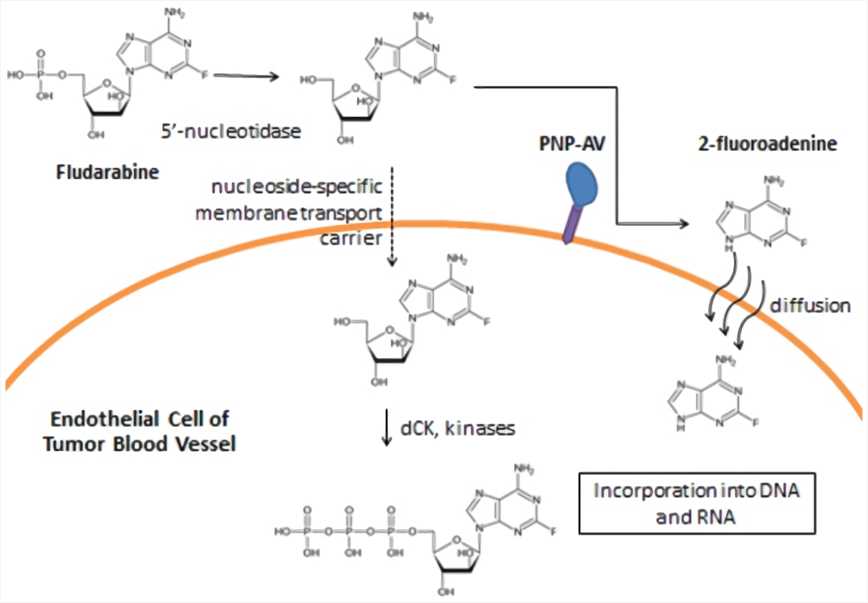 Fig.2 A schematic on each PNP-AV mechanism of action. (OA Literature)
