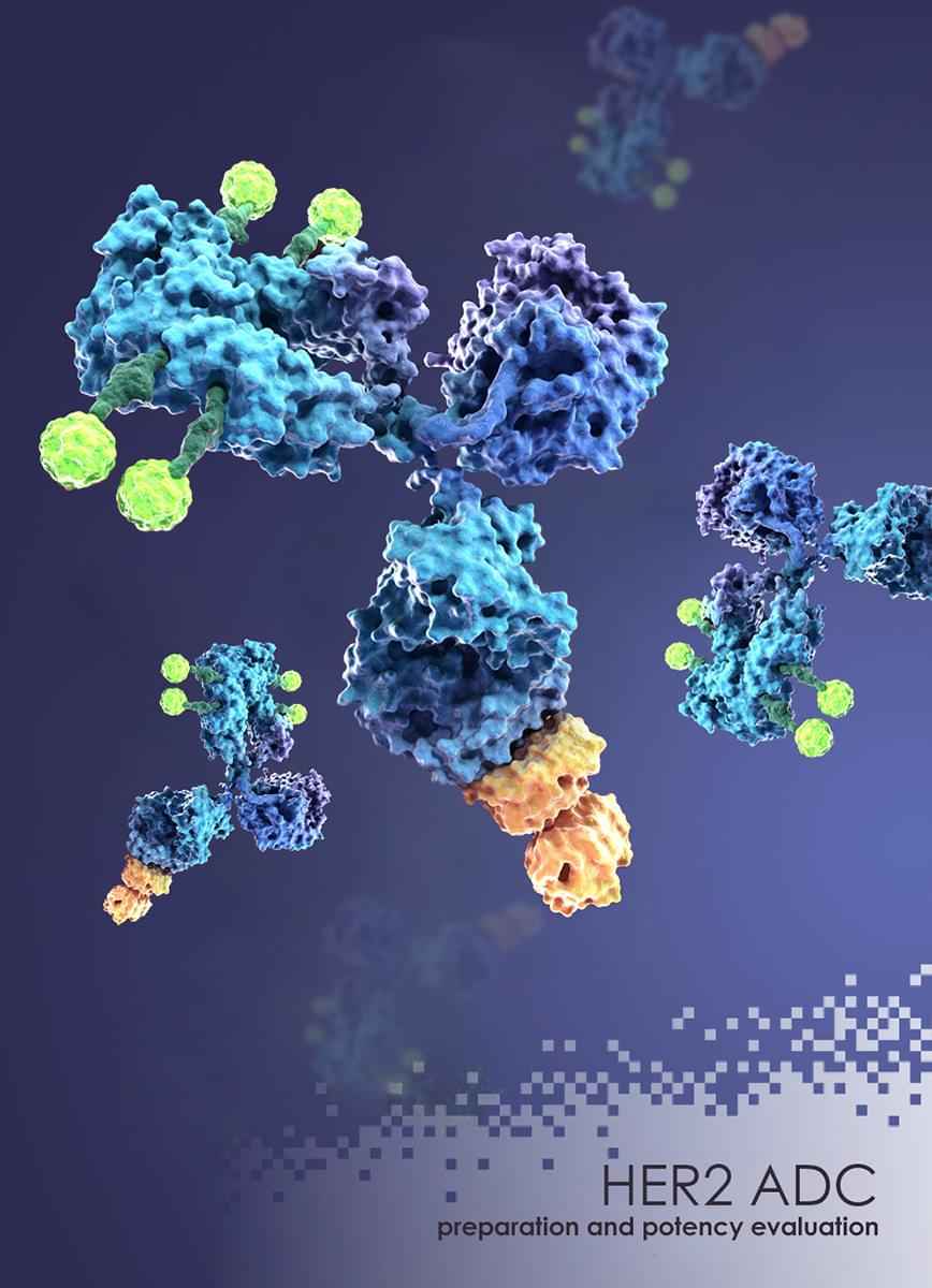 ADC Case Study Anti-HER2 ADC Preparation & Potency Evaluation Against HER2 Overexpression Human Cancer Cell Line