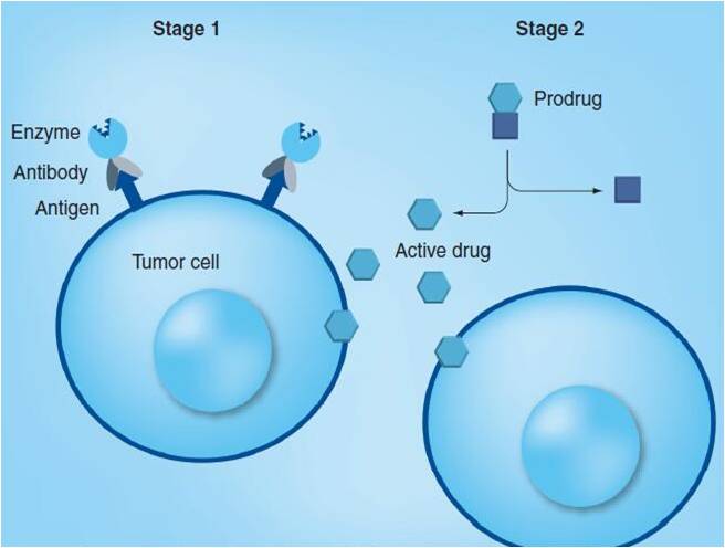 Antibody-directed enzyme prodrug therapy. A staged system of cancer therapy.