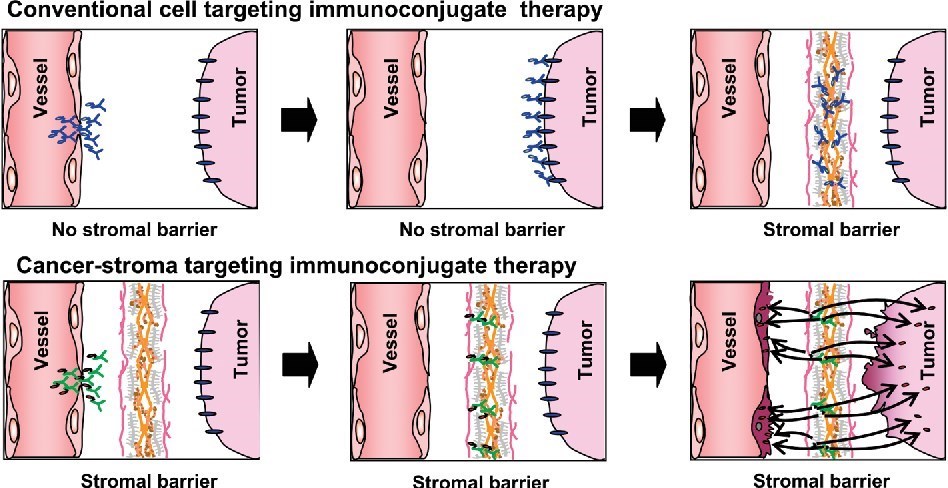 Therapeutic strategy of cancer-stroma targeting immunoconjugate.