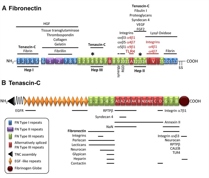 Domain structure of fibronectin and tenascin-C.