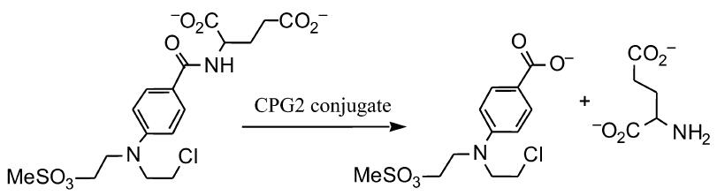 Conversion of a benzoic acid glutamate amide prodrug into active benzoic acid mustard by carboxypeptidase CPG2.