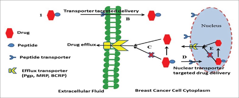 Translocation of prodrug across plasma and nuclear membrane of breast cancer cells.
