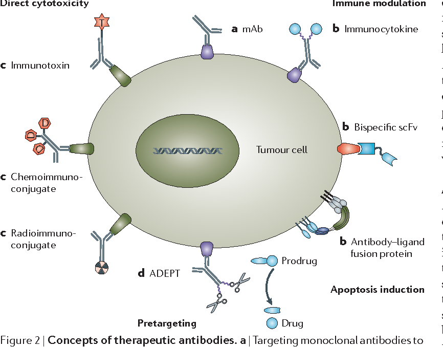 Targeted cancer therapy using ADEPT. The ADEPT approach specifically aims at causing bystander effects by targeting enzymes to the tumour cell and delivering a prodrug that is converted to a chemotherapeutic by the targeted enzyme. 