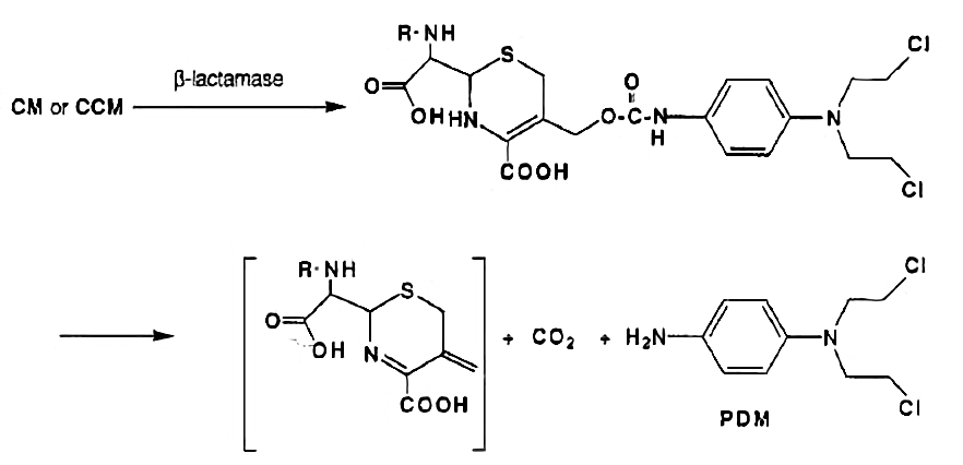 Mechanism of drug release catalyzed by β-lactamase.