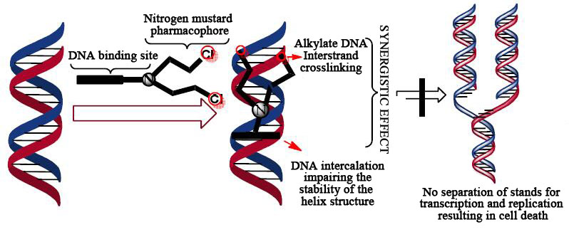 Mechanism of action of DNA intercalators.