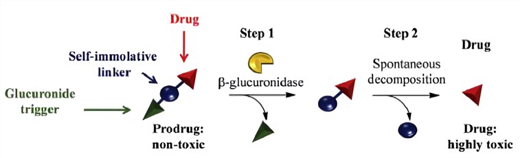 General action mode of prodrugs containing a self-immolative spacer.