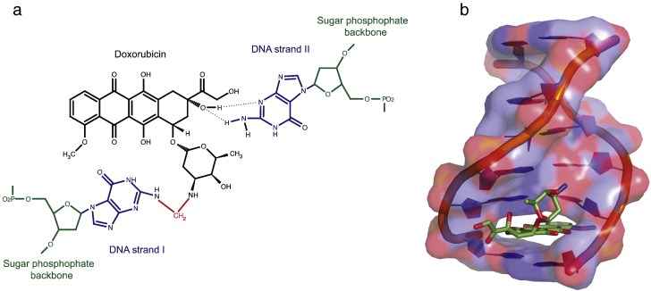 Structure of the doxorubicin-DNA complex. Doxorubicin intercalates into DNA and pushes apart the flanking base pairs with the sugar moiety sitting in the minor groove.