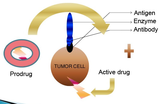 Mechanism of ADEPT.