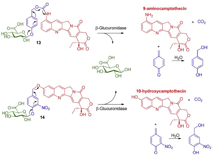 Glucuronide prodrugs of 9-aminocamptothecin and 10-hydroxycamptothecin. 