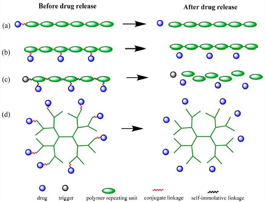 Schematic structures of the drug conjugates before and after drug release.
