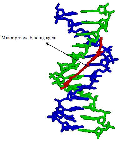 Molecular model of distamycin (shown in red) in the minor groove of DNA.