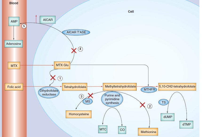 Overview of methotrexate mechanisms of action.