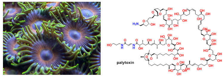 The chemical structure of palytoxin.